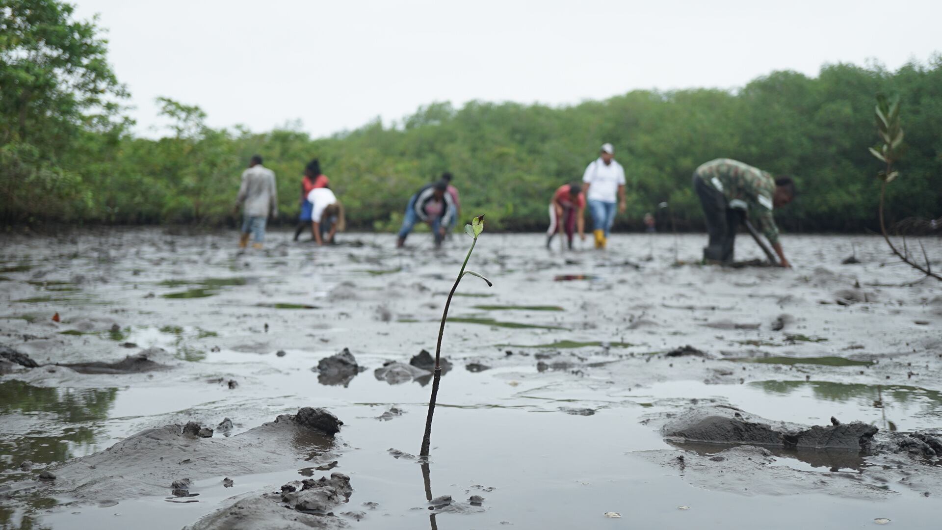 Guardianas del Manglar. Foto: ONU Mujeres