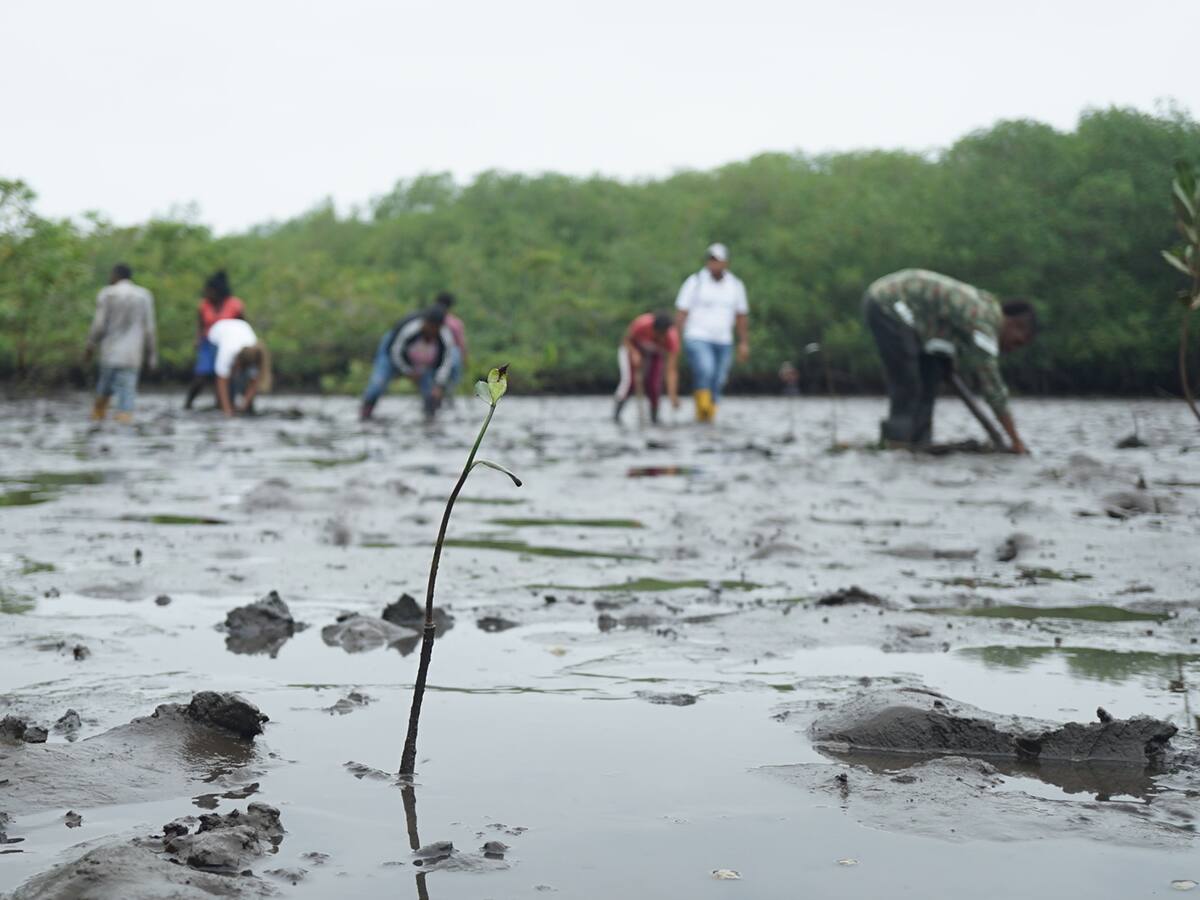 ¿Quiénes son las “Guardianas del Manglar”?