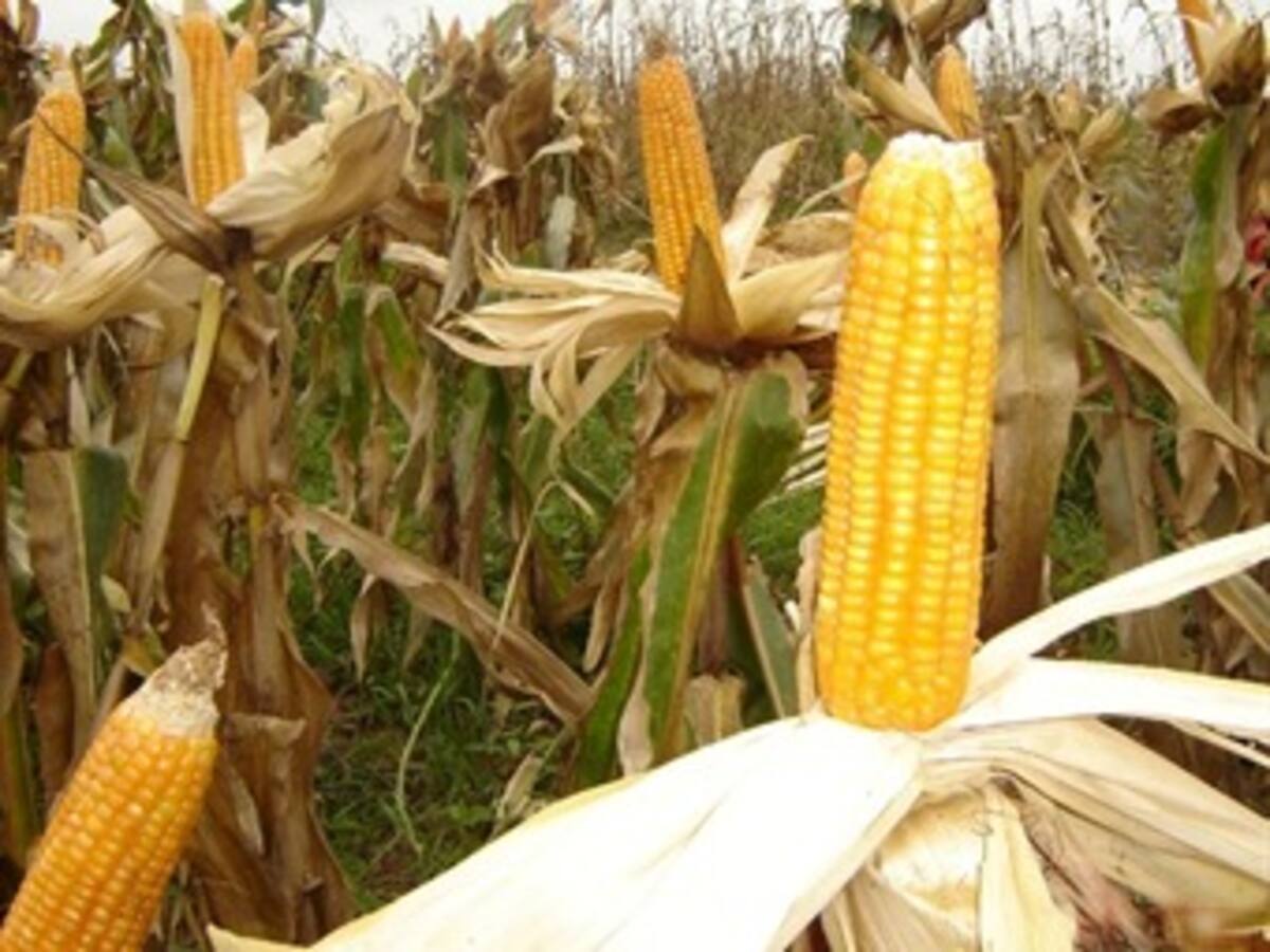 El invierno comenzó a reducir precios de los alimentos en Colombia