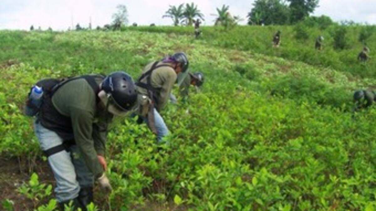 Cultivo de coca bajó a nivel nacional, pero aumentó en Norte de Santander, Caquetá y Chocó