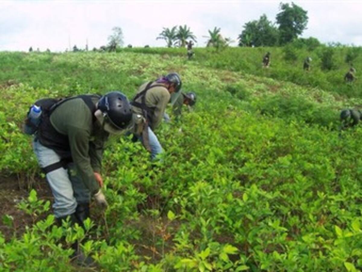 Cultivo de coca bajó a nivel nacional, pero aumentó en Norte de Santander, Caquetá y Chocó