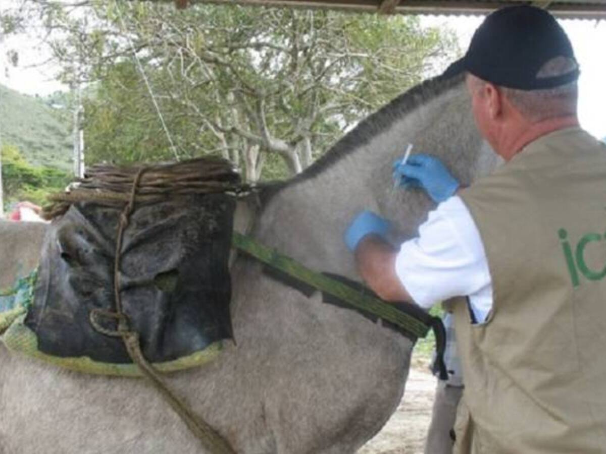 Ante focos de encefalitis equina venezolana en Cesar, el ICA lidera campaña masiva de vacunación