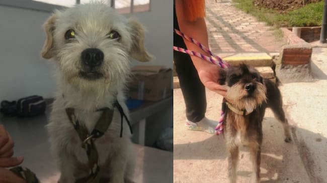 Animales recibidos en la institución - Imágenes tomadas de Facebook