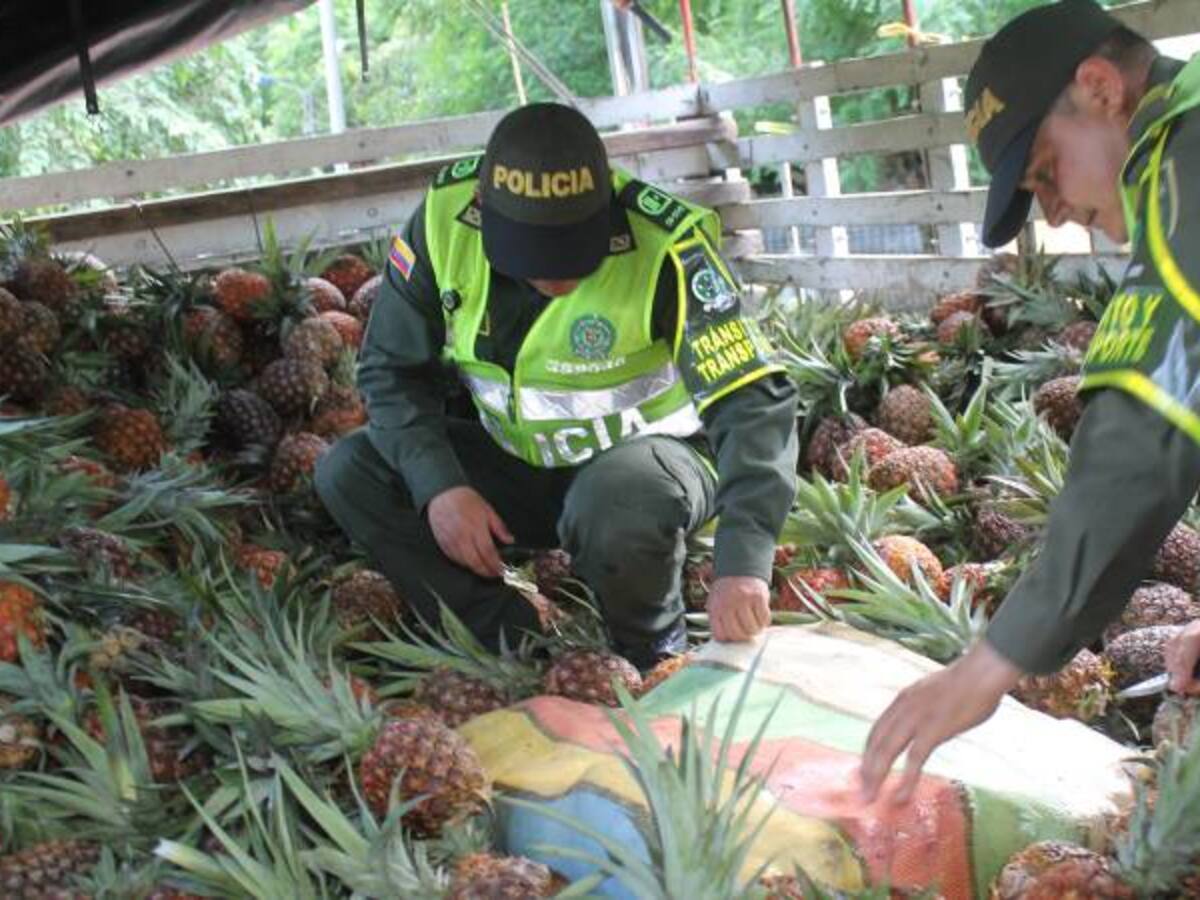 Descubren una tonelada de marihuana camuflada en piñas