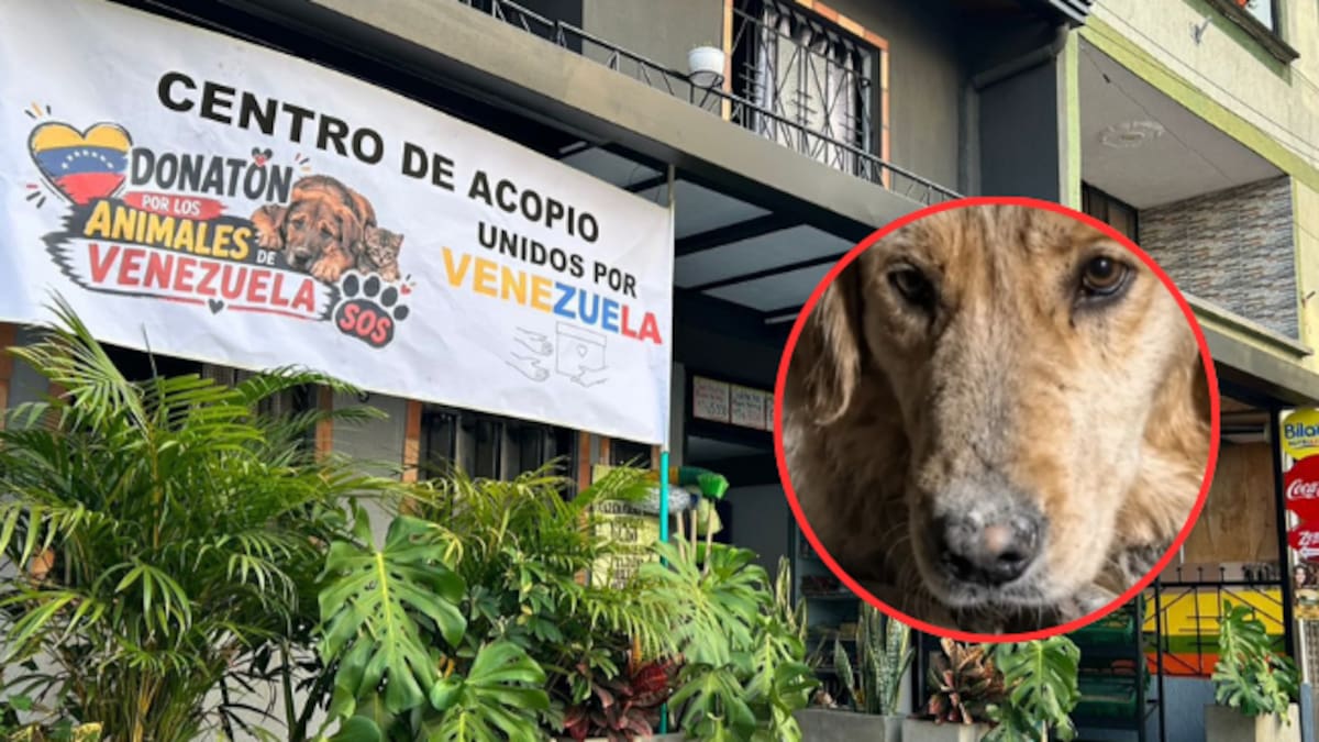 En Bucaramanga habilitaron tres puntos de acopio para animales rescatados en Venezuela