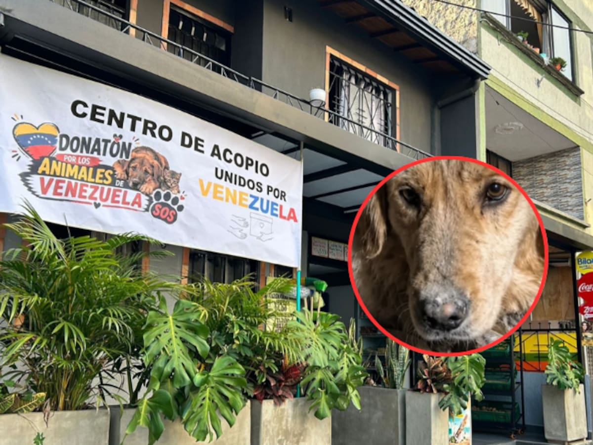 En Bucaramanga habilitaron tres puntos de acopio para animales rescatados en Venezuela