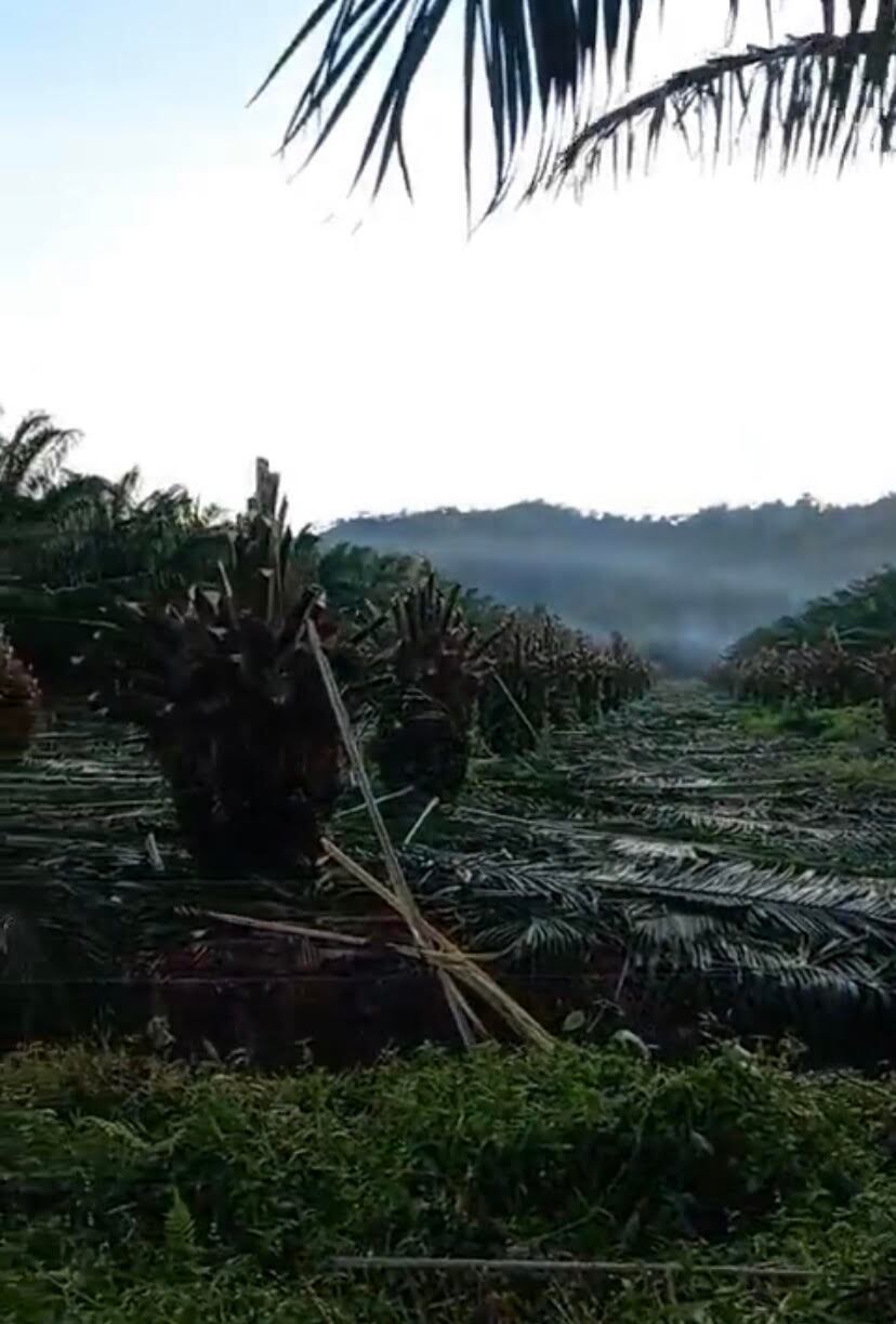 Destrucción en predios de palma en el Urabá antioqueño. Foto: Fedepalma.