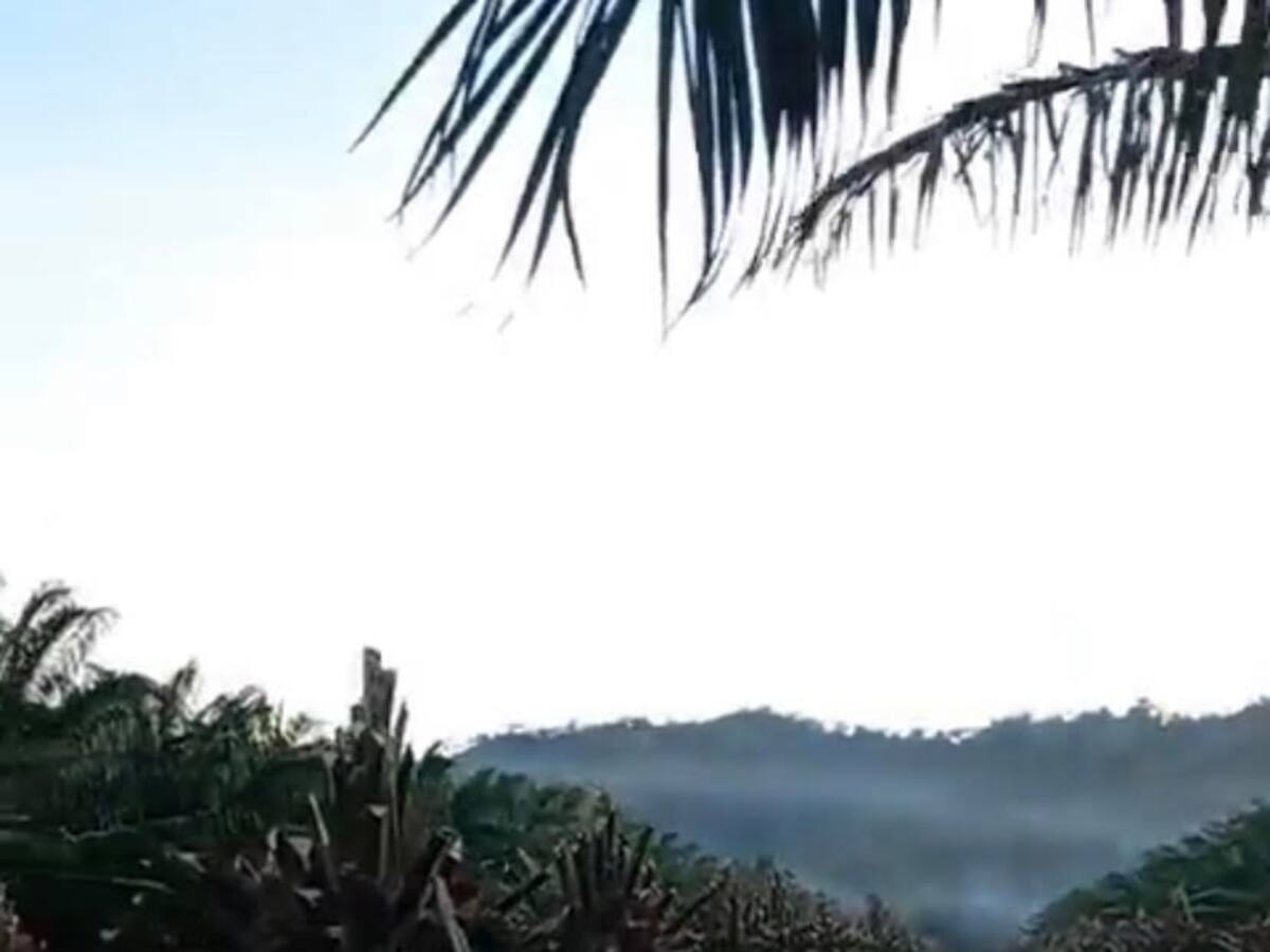 Fedepalma denunció destrucción de sus predios tras invasión en una de sus fincas en Urabá