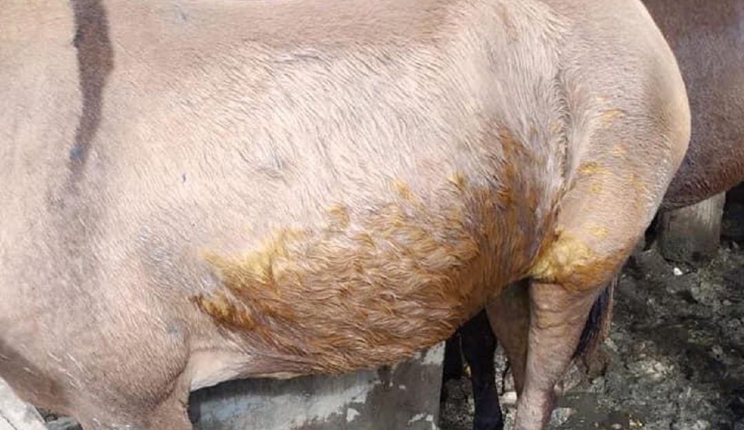 Foto: Tomada del perfil de Facebook del concejal Carlos Holmes Cañaveral.