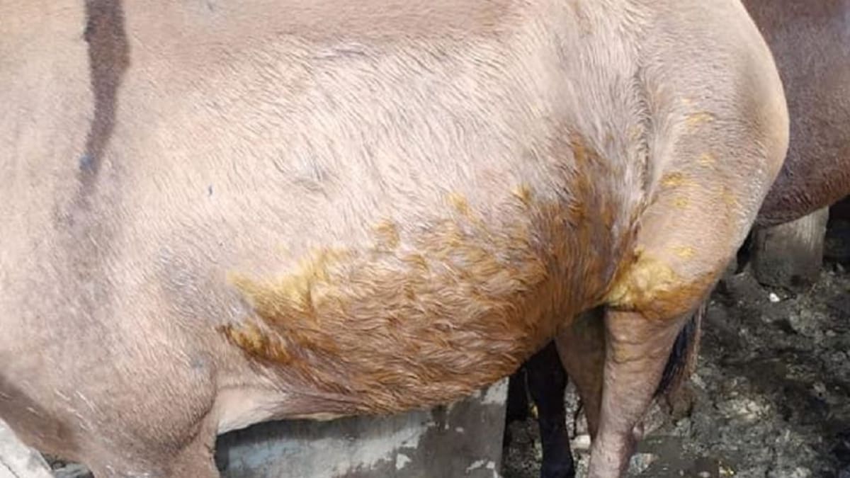 Dos animales al parecer fueron atacados con ácido en Marmato, Caldas