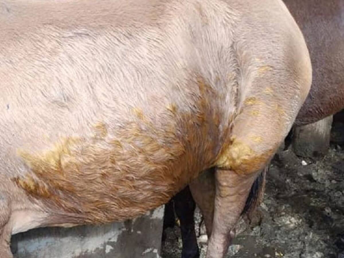 Dos animales al parecer fueron atacados con ácido en Marmato, Caldas