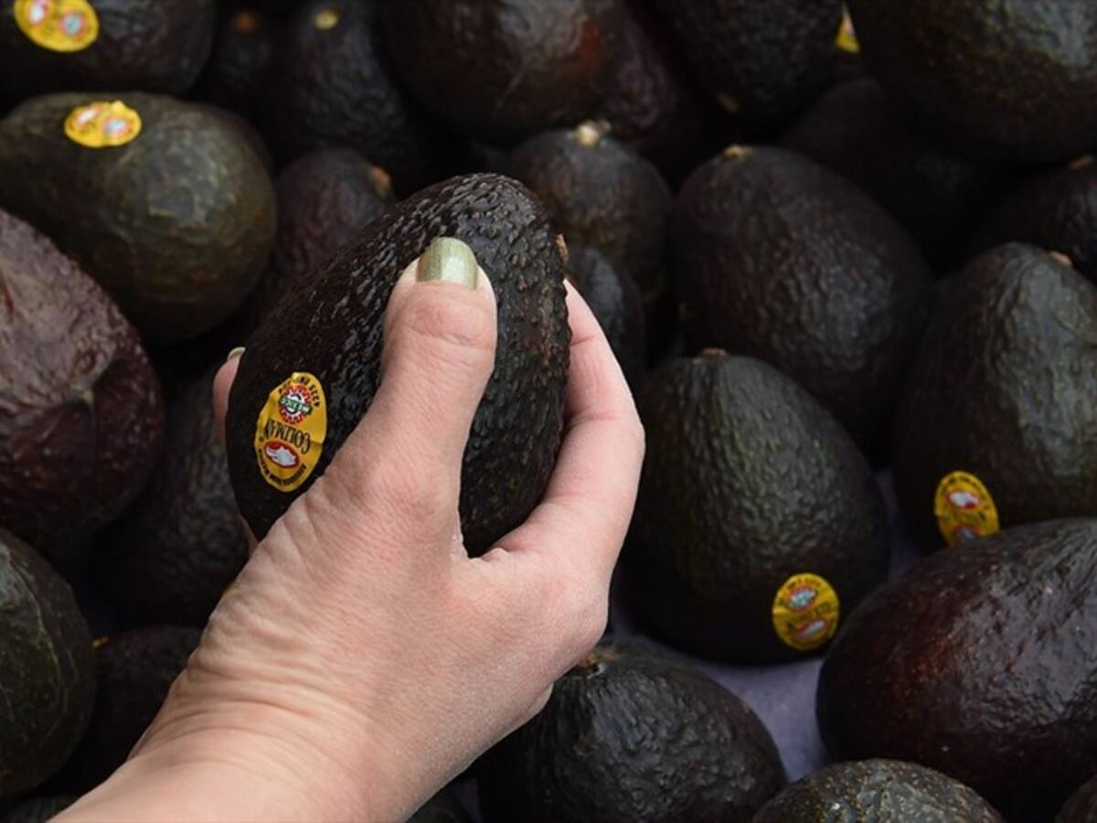 En Caldas se sembrarán 500 hectáreas de aguacate hass tipo exportación