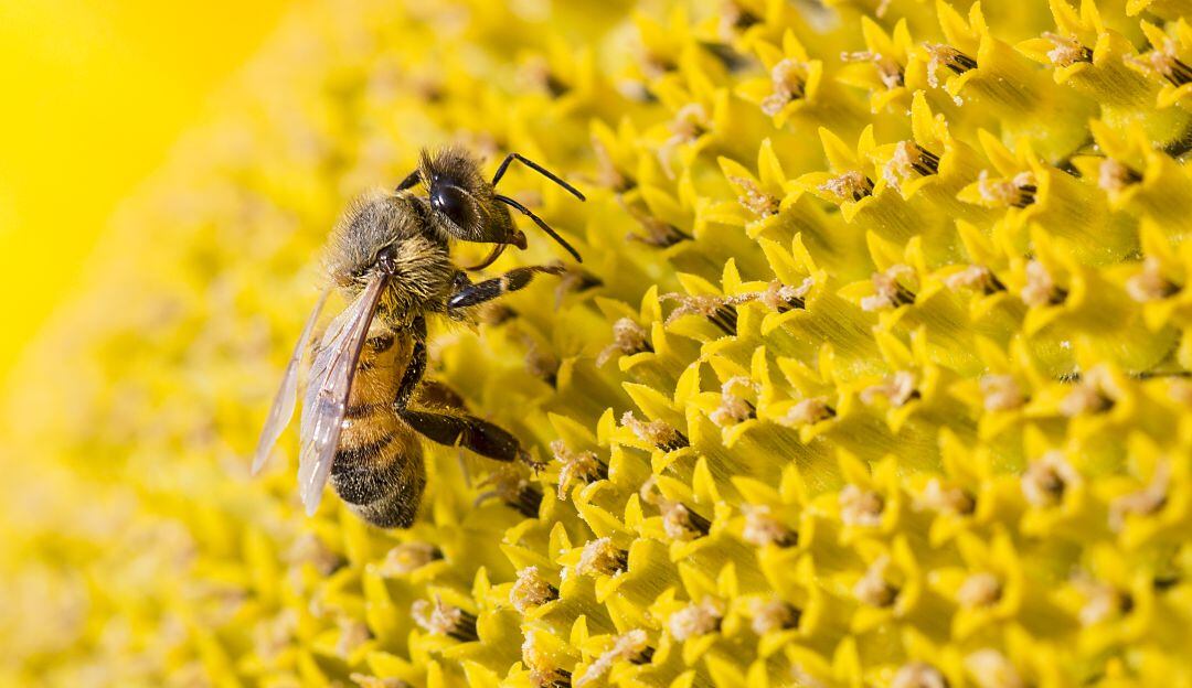 A tercer debate iniciativa que fomenta el desarrollo Apícola