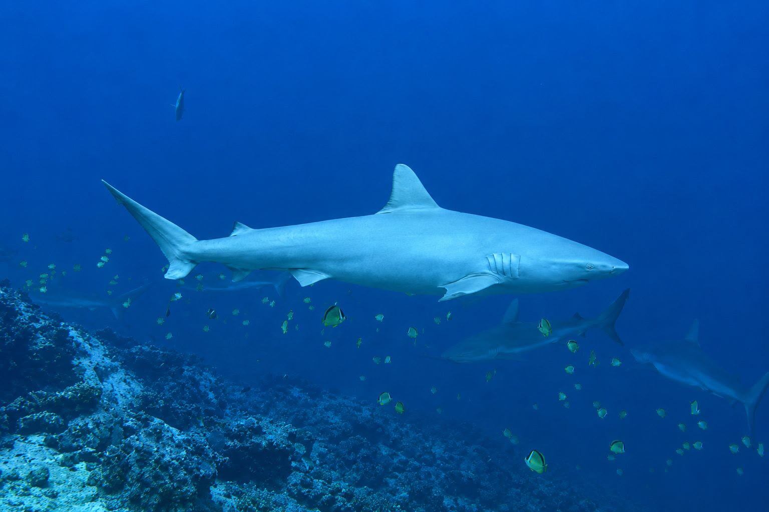 Hallazgo de Tiburón Albino en Malpelo- FOTO: SENA