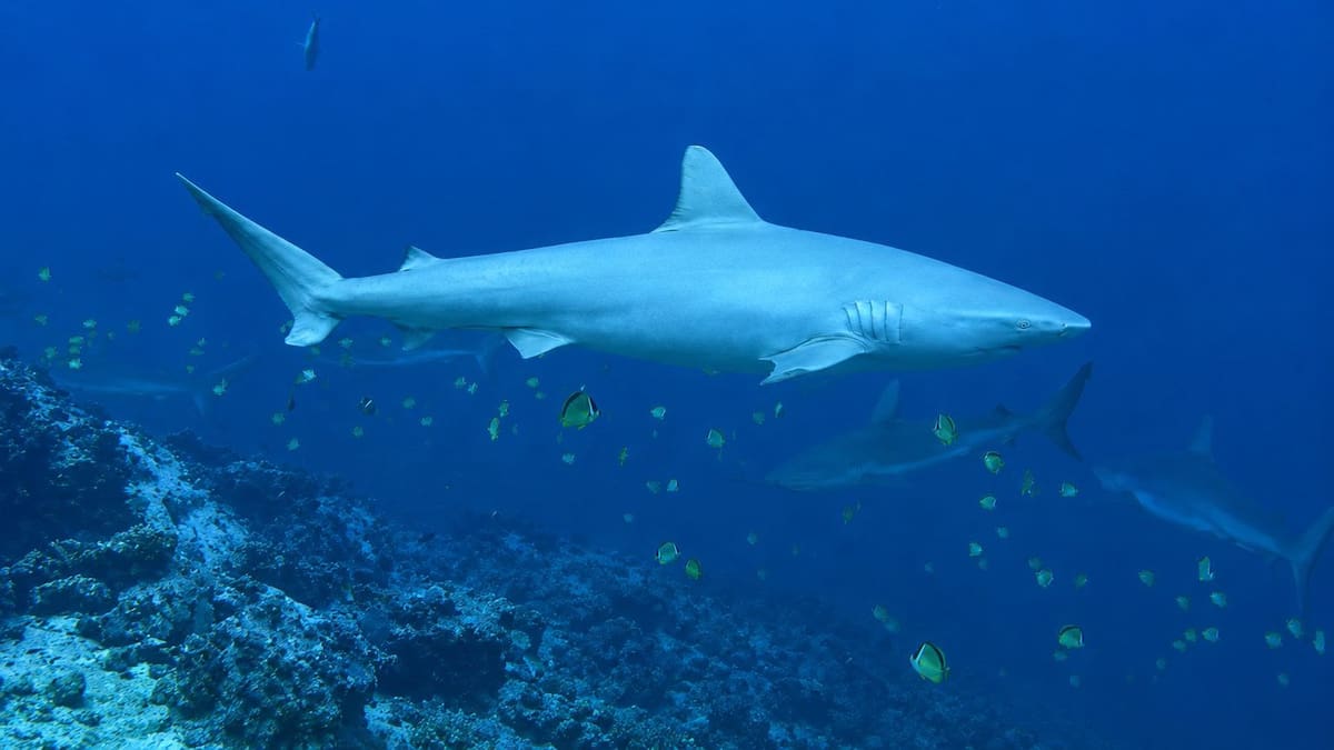 En la Isla Malpelo está el segundo tiburón Galápagos albino registrado en el mundo