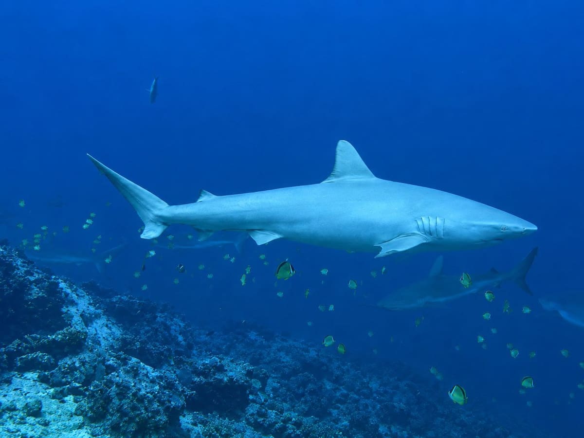 En la Isla Malpelo está el segundo tiburón Galápagos albino registrado en el mundo