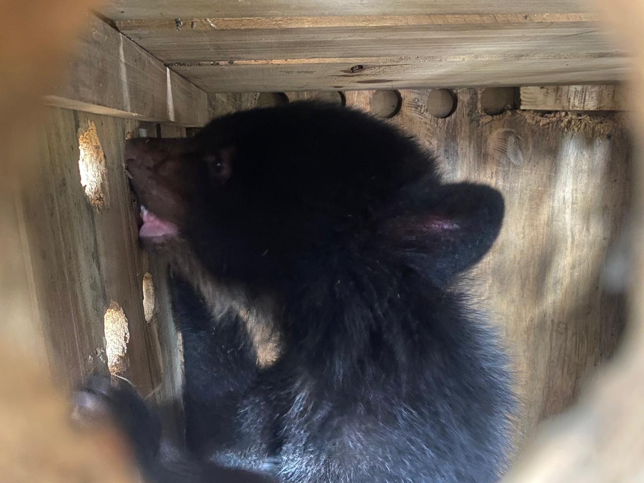 Traslado de osos de Antioquia a Cundinamarca. Foto: cortesía