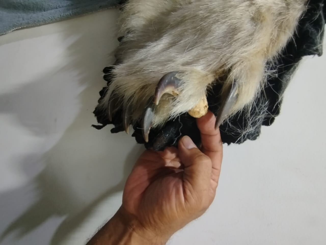 Incautación de piel de oso polar en Cali