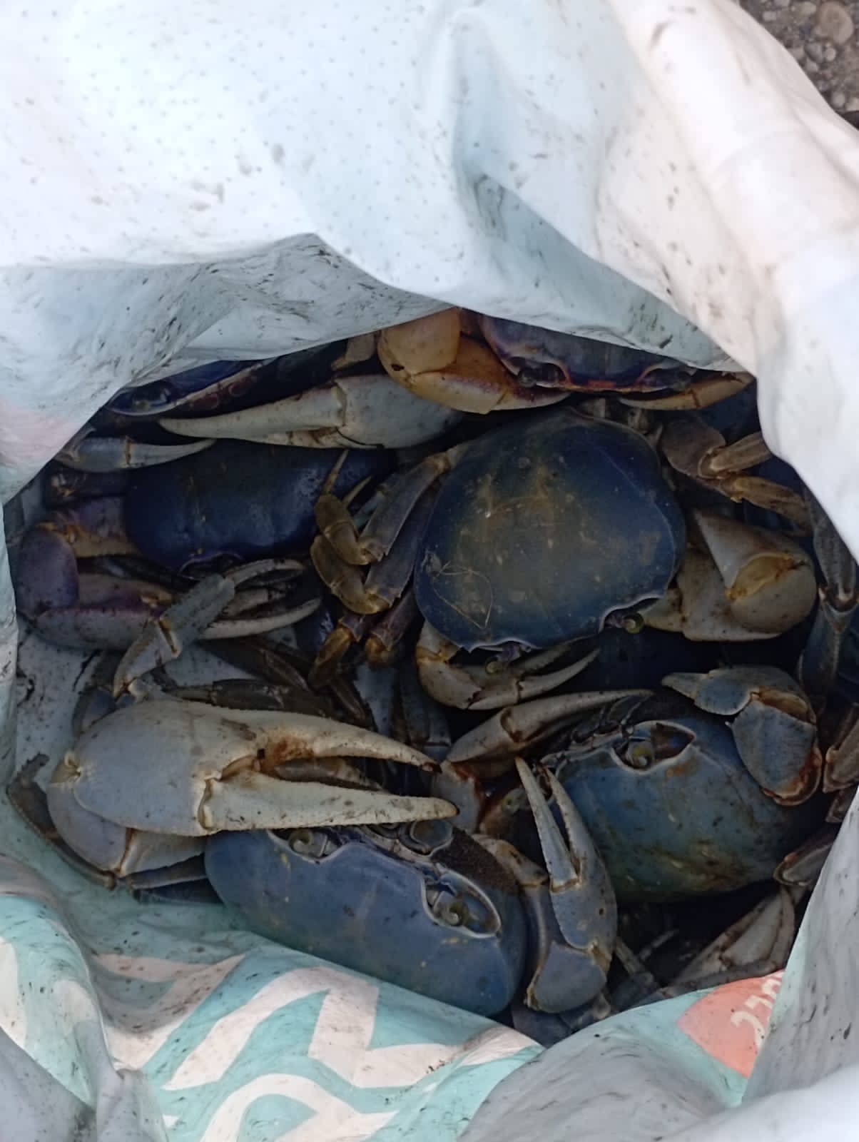 Cangrejos azules recuperados. Foto: Cortesía Policía Nacional.