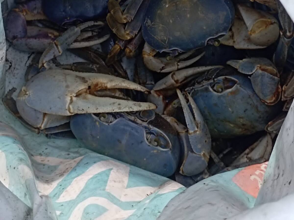 La policía recuperó 30 cangrejos azules de un costal en Turbo