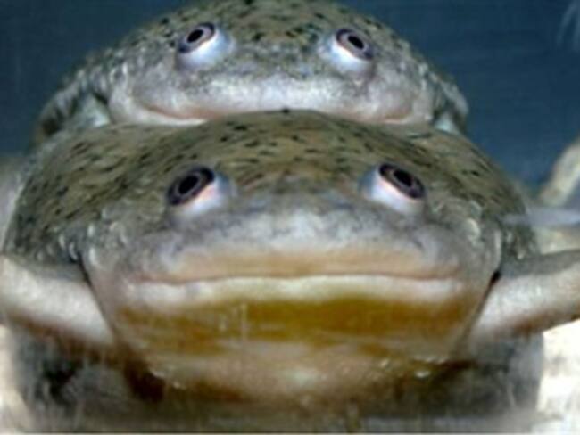 Un herbicida de uso común cambia de sexo a las ranas