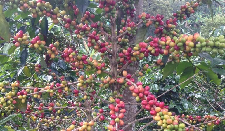 La idea del programa es garantizar la meta establecida para la cosecha cafetera en 2016.