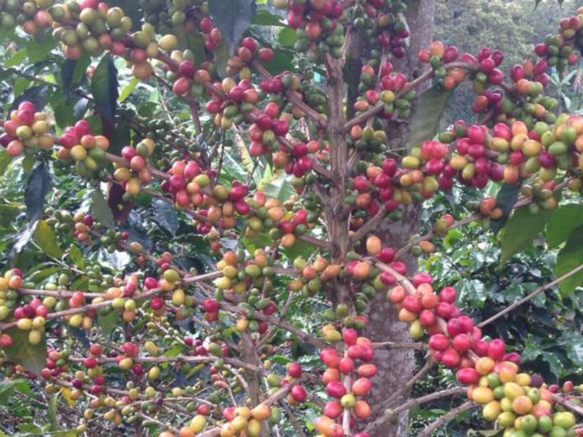 Desde hoy está vigente la entrega de subsidios para fertilizantes a los cafeteros