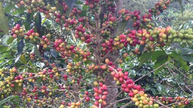La idea del programa es garantizar la meta establecida para la cosecha cafetera en 2016.