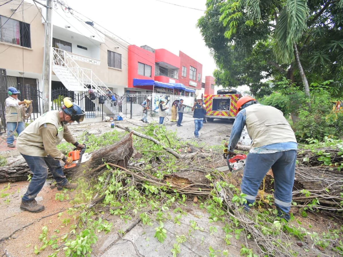 En Cartagena 50 árboles intervenidos por riesgo de caída