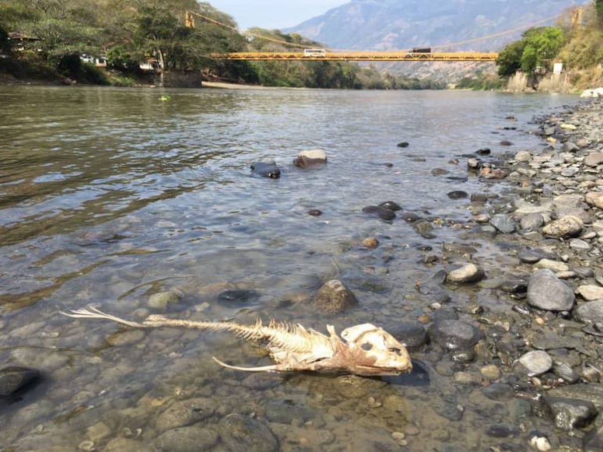 Unas 230 mil hectáreas productivas en Antioquia están afectadas por sequía