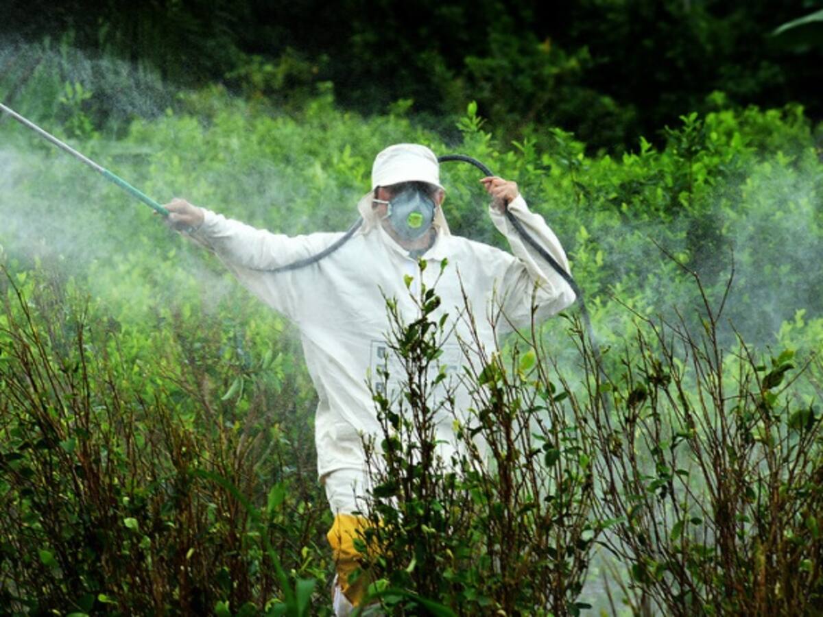 En los próximos días empezaría fumigación manual con glifosato