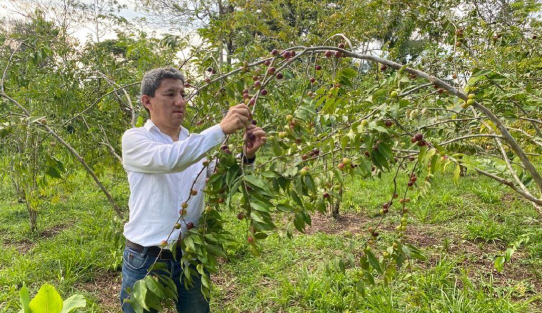 Frutos de asaí o açaí 