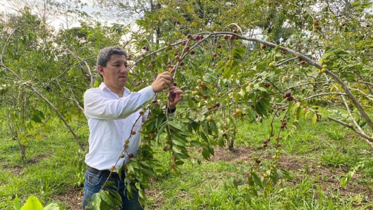 El asaí, fruto amazónico que genera empleo a campesinos del Putumayo