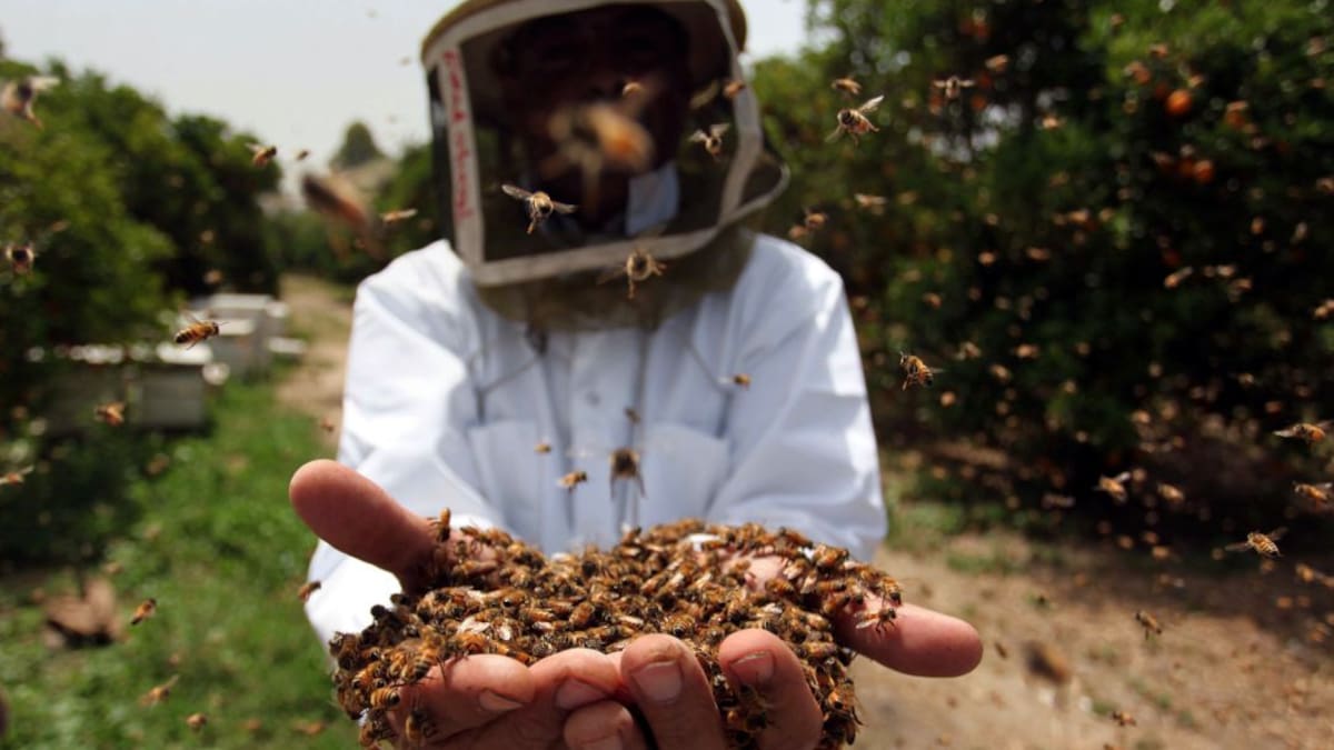 PRESIDENTE DE FEDEABEJA NOS HABLA SOBRE LOS INDICADORES DEL SECTOR APÍCOLA DE 2020