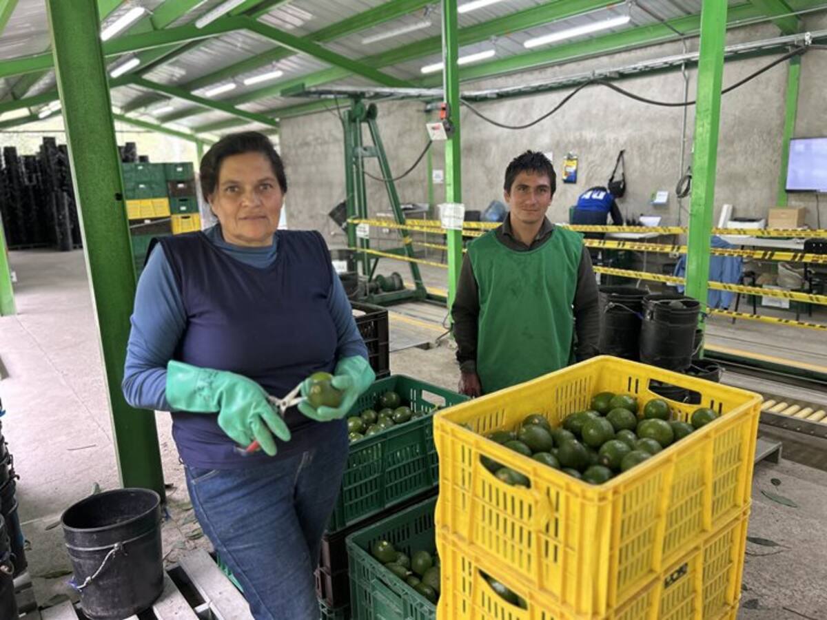 Aguacate Hass producido en las montañas del municipio de Pijao, Quindío rumbo a Chile