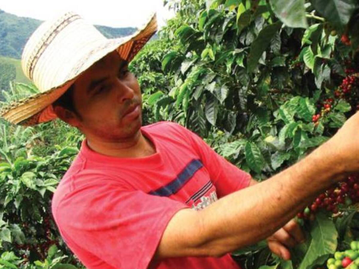 Los venezolanos están trabajando en los cafetales de Risaralda