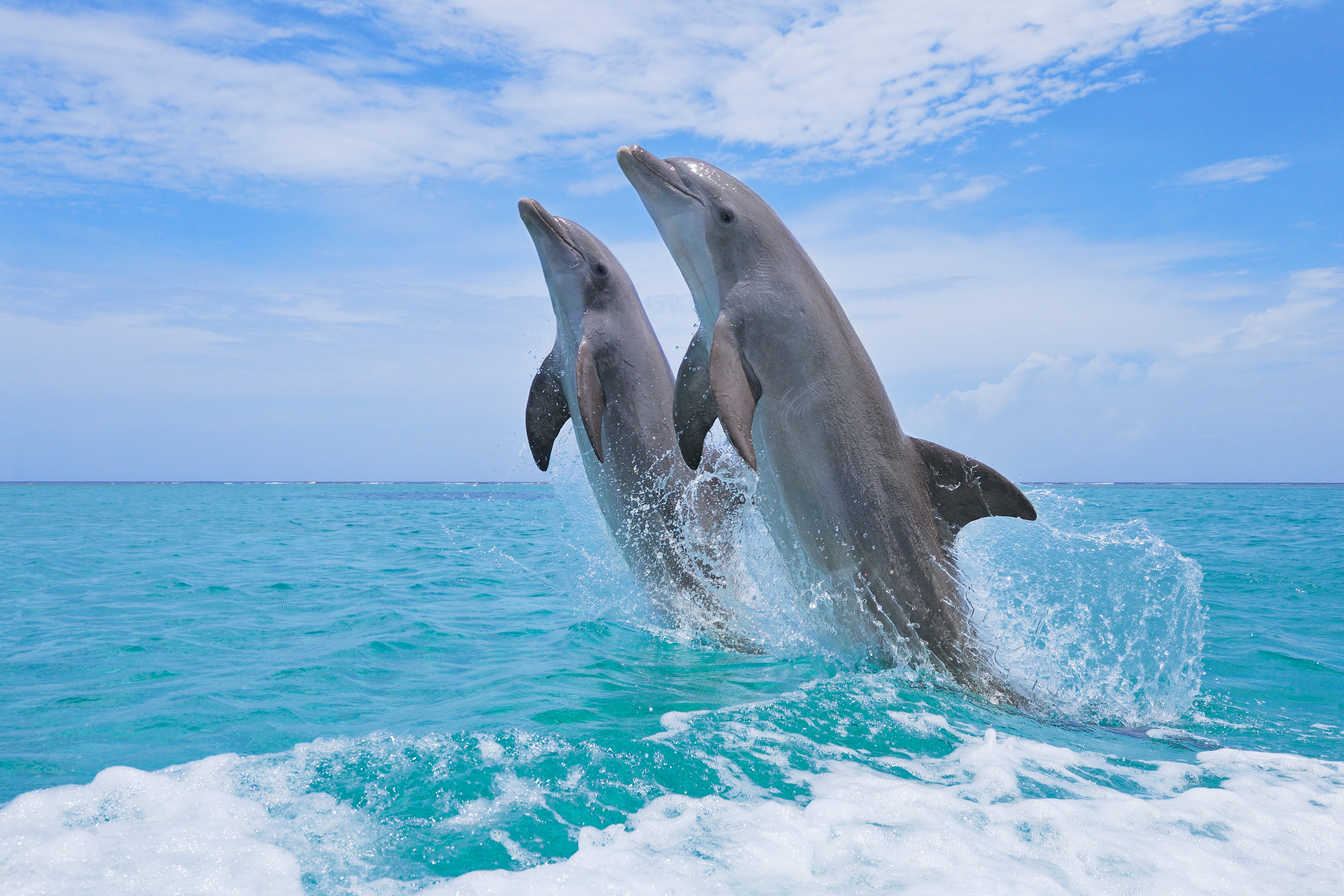 Delfines saltando en el mar de las Islas de la Bahía en Honduras / Foto: GettyImages