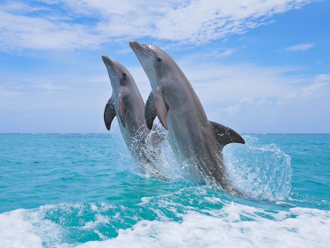 Delfines saltando en el mar de las Islas de la Bahía en Honduras / Foto: GettyImages