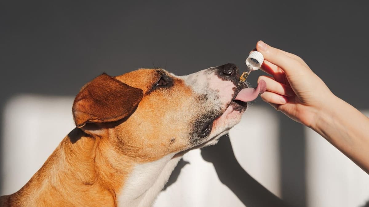 Mercado de cannabis medicinal para animales proyecta crecimiento del 35 % en 2026