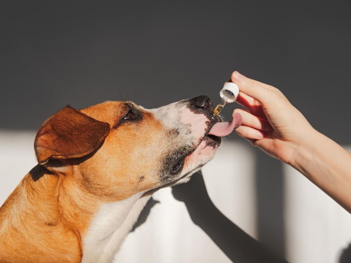 Mercado de cannabis medicinal para animales proyecta crecimiento del 35 % en 2026