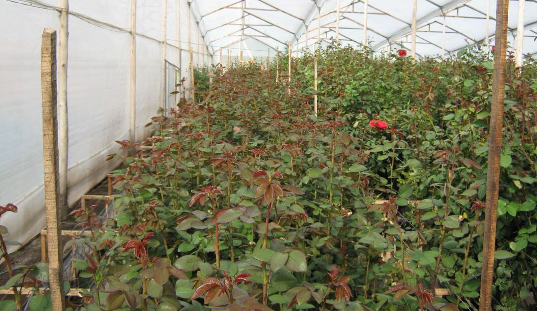 Cultivos de rosa de los invernaderos del Centro de Biotecnología Agropecuaria de Mosquera.