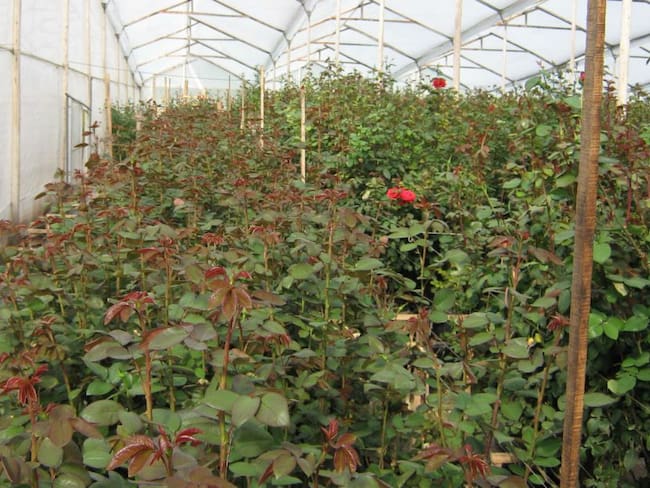 Cultivos de rosa de los invernaderos del Centro de Biotecnología Agropecuaria de Mosquera.