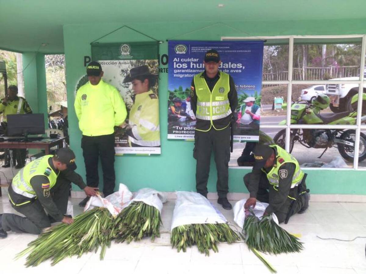 Incautan 1.500 ramos de palma de iraca en Cartagena