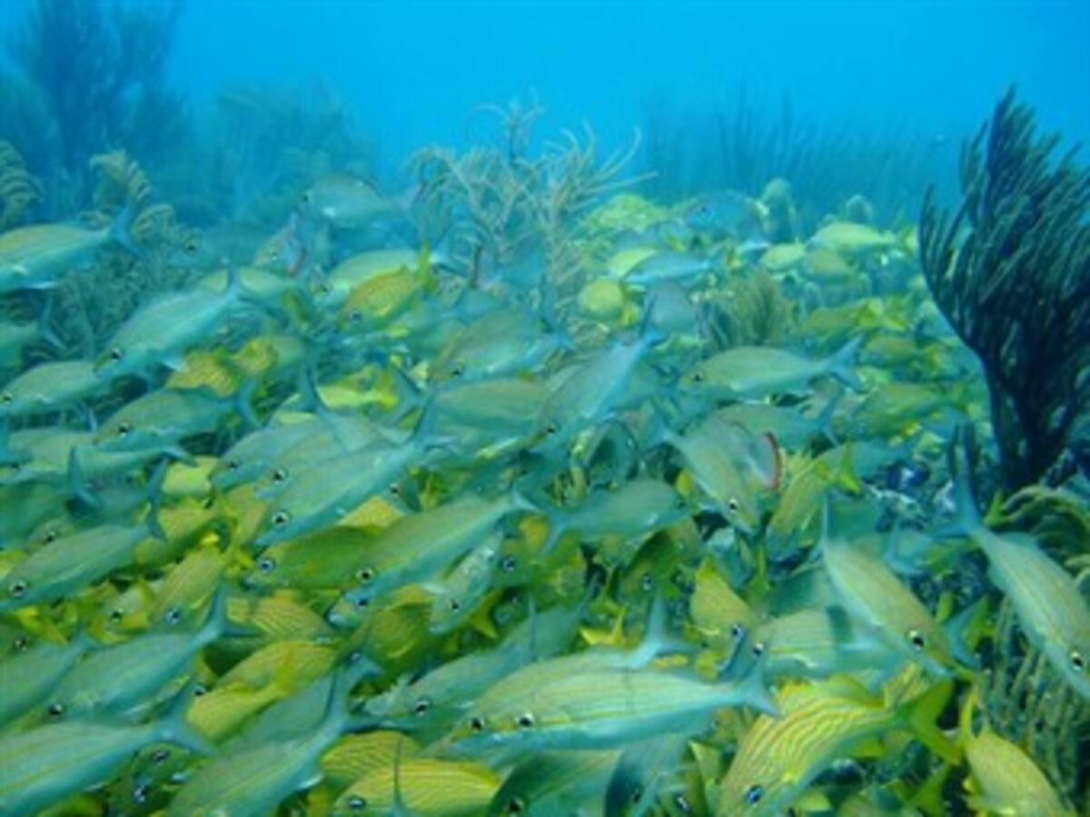 Fortalecer la reserva Sea Flower para "frenar expansionismo" de Nicaragua: Minambiente