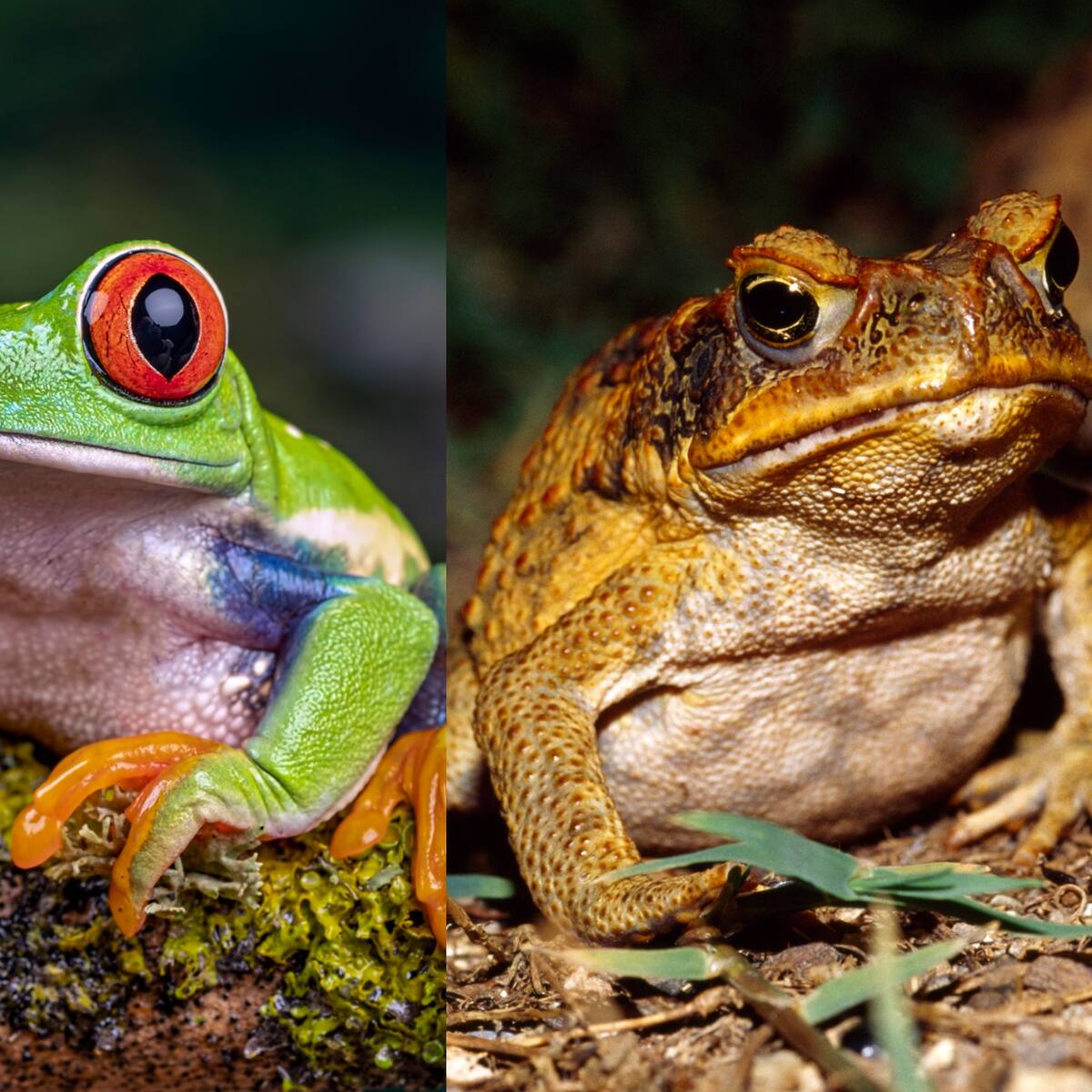 ¿Existe diferencia entre el sapo y la rana o son el mismo animal?