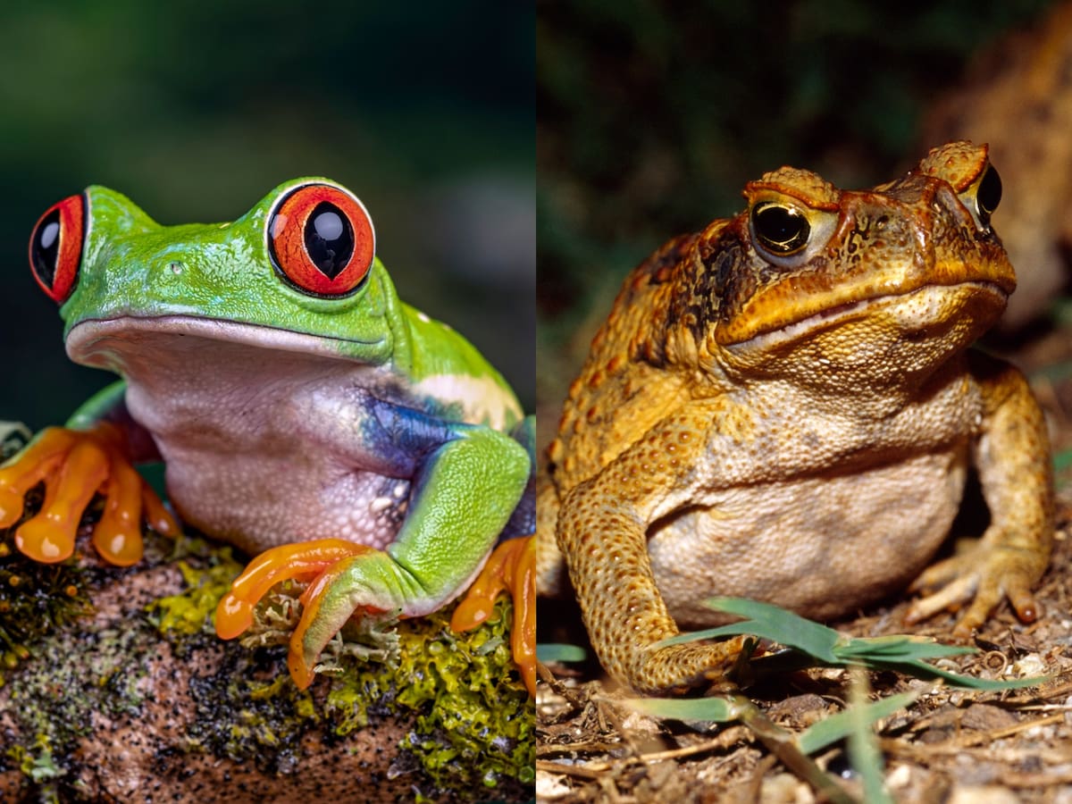 ¿Existe diferencia entre el sapo y la rana o son el mismo animal?