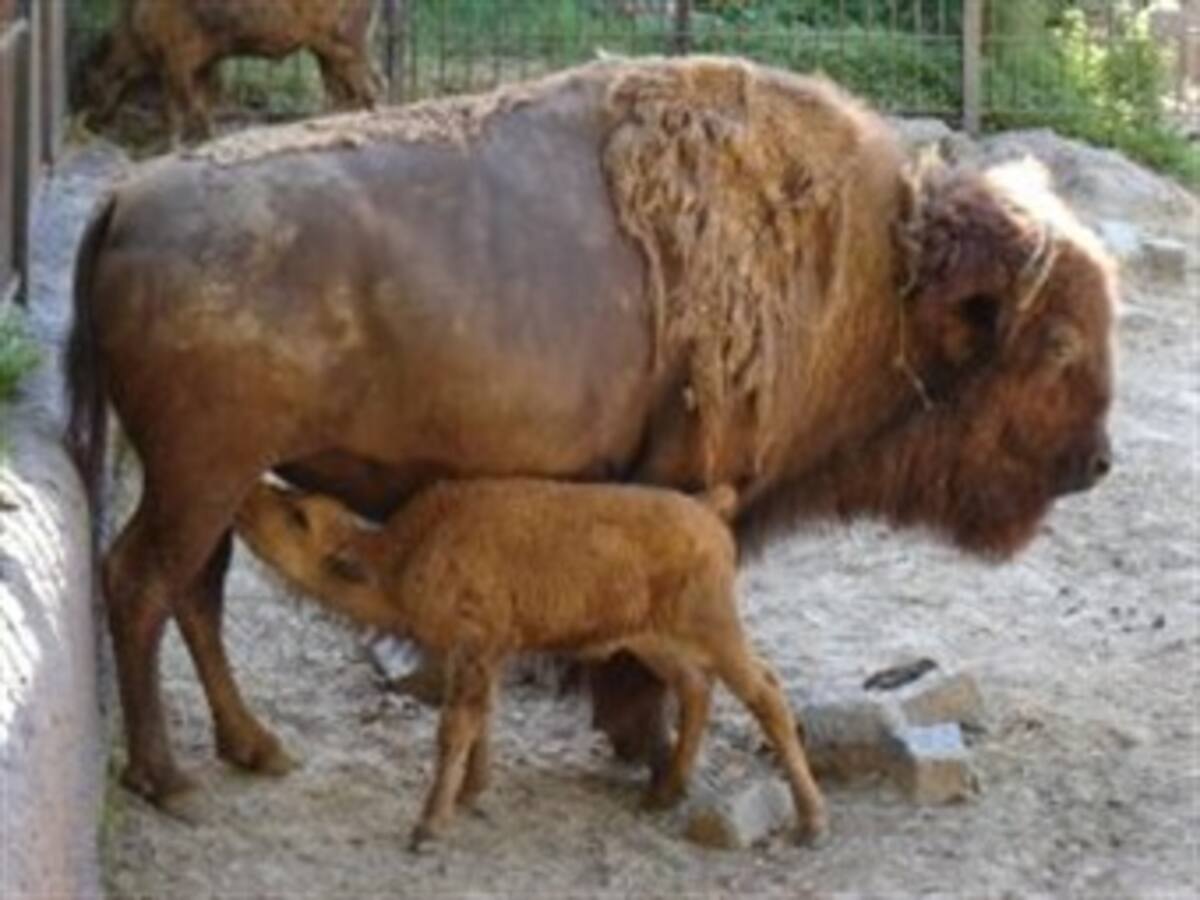 La primera cría de bisonte que nace en España en diez siglos causa sensación