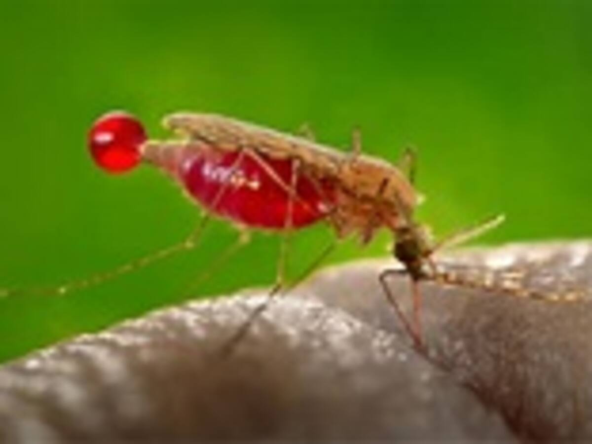 Se registran casos de Malaria en el departamento del Caquetá