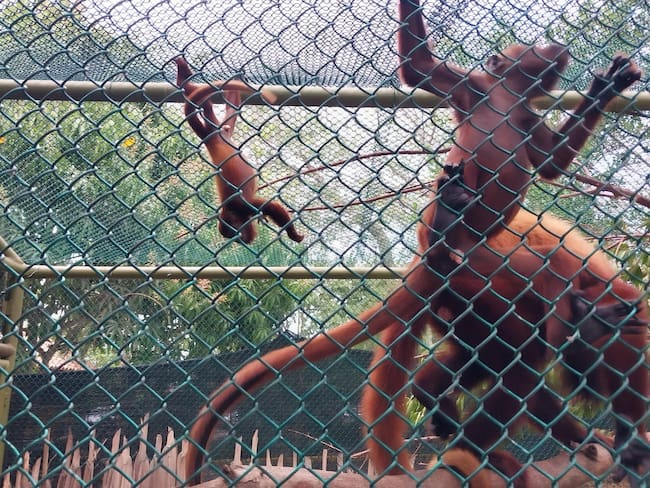 EPA Cartagena recibe monos de Corantioquia para su tratamiento y liberación en su hábitat