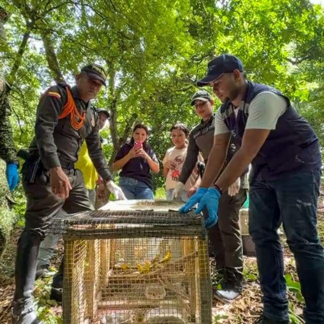 1.389 especies de fauna silvestre han sido liberadas en la jurisdicción de la Mecar